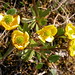 Flickr photo 'Ranunculus pygmaeus, Spitsbergen,270708' by: The Travelling Naturalist.