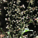 Flickr photo 'J20160729-0049—Tiarella trifoliata var unifoliata—RPBG' by: John Rusk.
