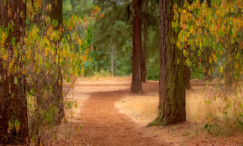 bushpark salemorgeon fall autumn fog trail bushspasturepark path salemoregon