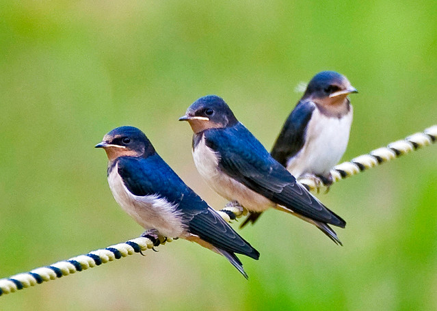 Trio Of Asian Barn Swallow Perched On Rope