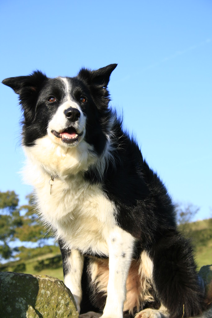 Border Collie Female border collie sitting on top of a
