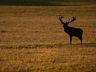 Red Deer Stag Before Sunset