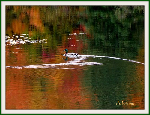 red orange canada color green fall swimming reflections duck pond wake nb explore newbrunswick curve explored travelpilgrems sterosette