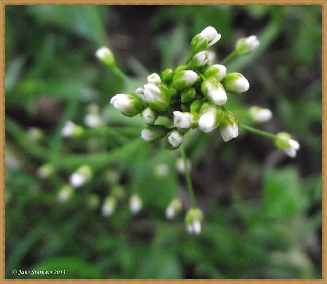Tiny white flowers.