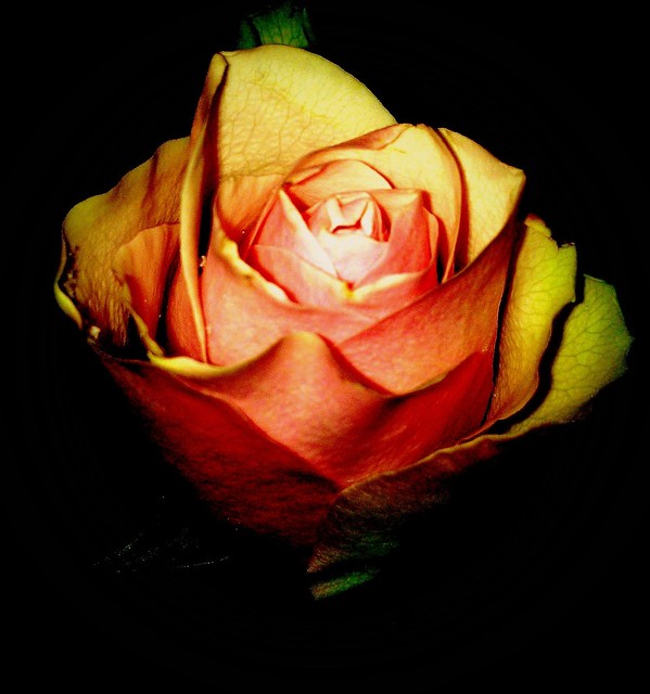 Rose in der Nacht, wieder jung gemacht. Effiart-2013. Floral fantasia. •