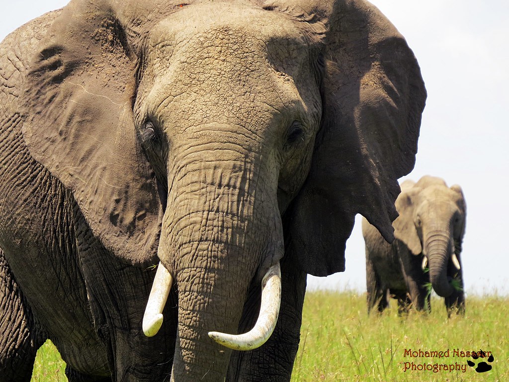 African Elephant one of the big five animals, Maasai Mara … | Flickr