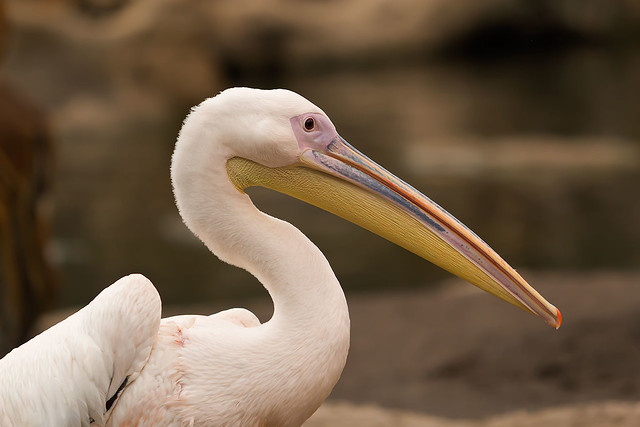 pelican (Pelecanus onocrotalus)