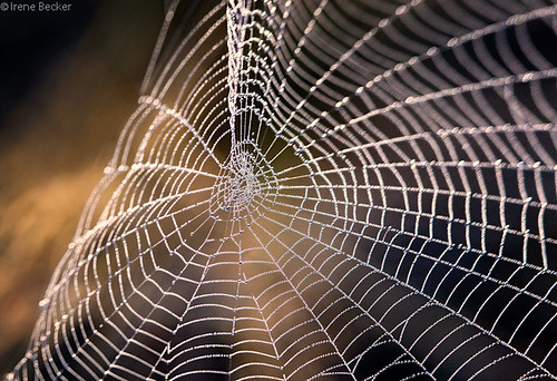 aspidersweb taramountain taranacionalnipark taraplanina autumn cobweb droplets macro morning paucina spider spidersweb water novavezanja centralserbia serbia serbianlandscapes balkan balkans