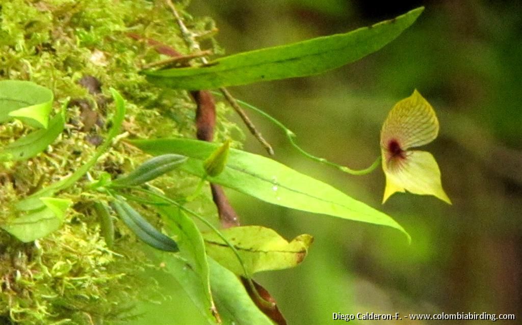 Telipogon sp. orchid - Boquete, Panama