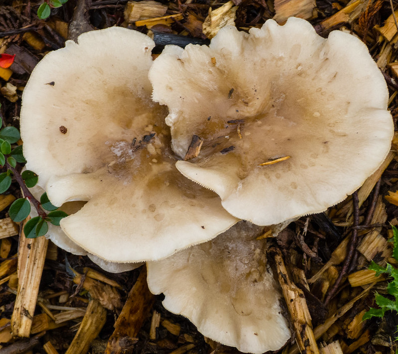 Autumn mushroom, Bridgnorth