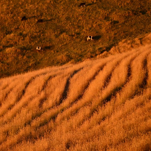 light sunset summer lines rural square nikon shadows cattle cows farm curves australia victoria hills vic lookingdown hilly steep seaview gippsland lateafternoonlight strzeleckiranges grandridgeroad d5100 strzeleckis nikond5100 phunnyfotos strzeleckihills