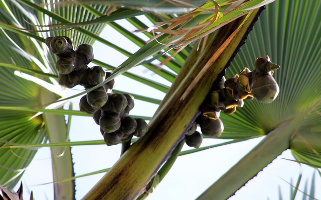 Palmyra Palm  /  Toddy Palm  #4: FRUITS (Bangla = তাল)