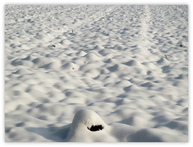 Snow Dunes on a Field