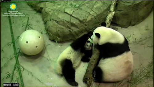 Trying to impress Mei. Attribution: Smithsonian's National Zoo | by helenwoo555