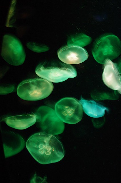 Sydney Aquarium - Jellyfish