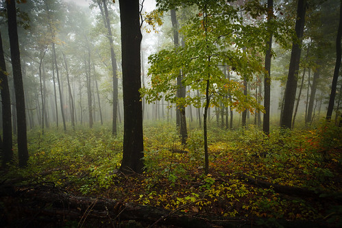 trees nature fog forrest arkansas ozarks