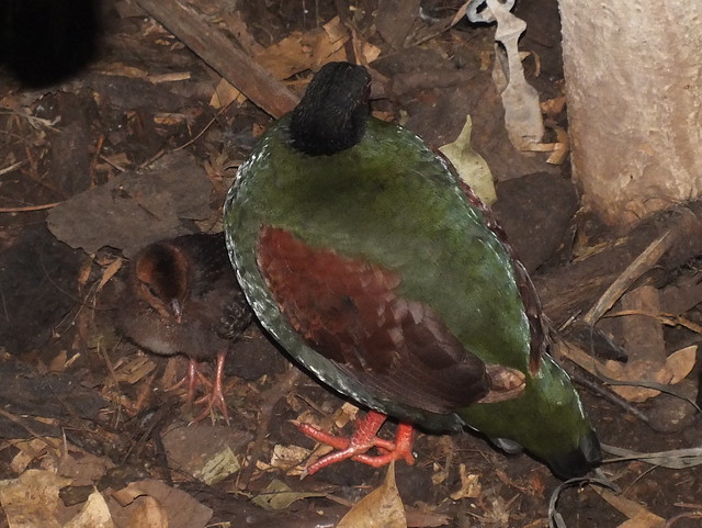 Crested wood partridge (Rollulus roulroul) female with chick