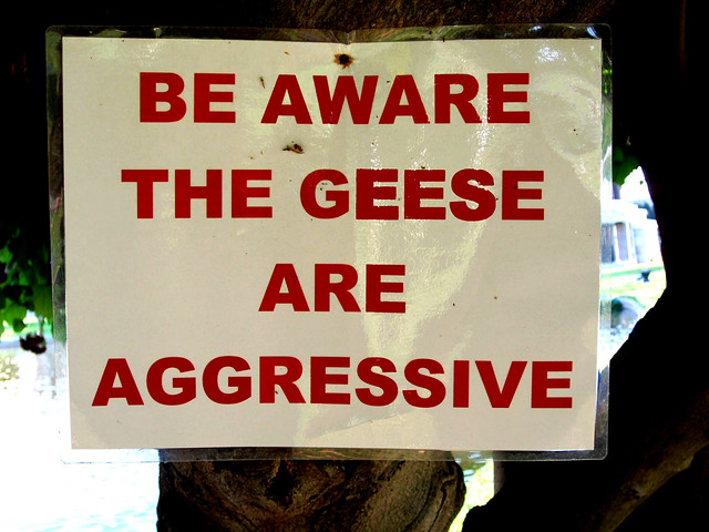 Aggressive Hollywood Geese, Hollywood Forever