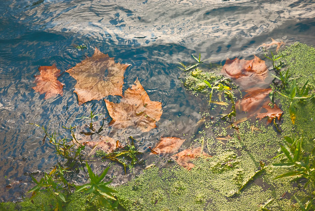 Fallen Leaves at a Pond's Edge
