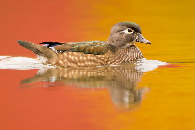 Female Wood Duck on Red into Gold