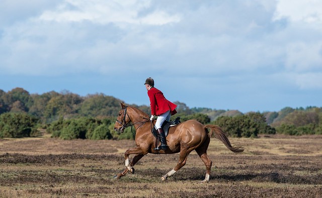 New Forest Hunt
