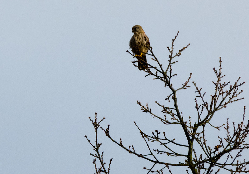 Kestrel in a tree
