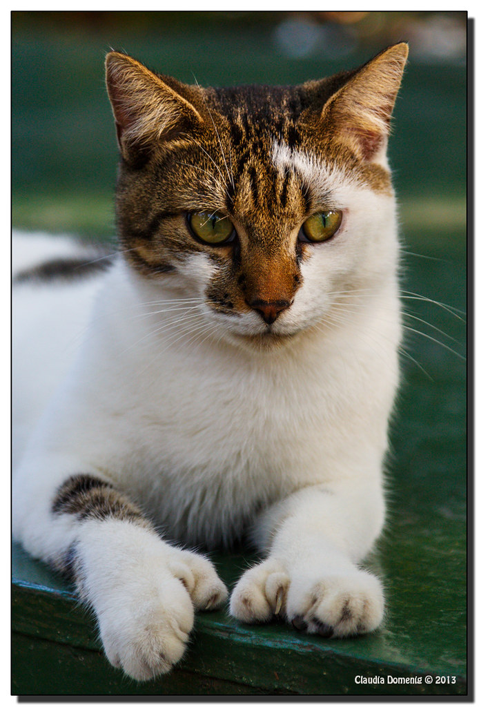 Hemingway Cat: One of Many | Ernest Hemingway Home and ...