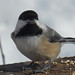 Flickr photo 'Black-capped Chickadee' by: Fyn Kynd.