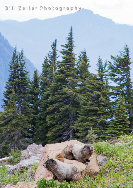 Marmots, Paradise, Mt. Rainier N.P.