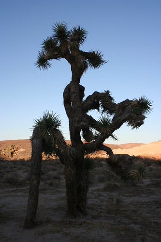 Joshua Tree Sunset by demeeschter, california park usa tree desert state joshua canyon