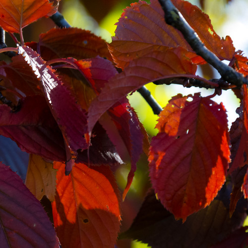 Autumn leaves: East park cherry