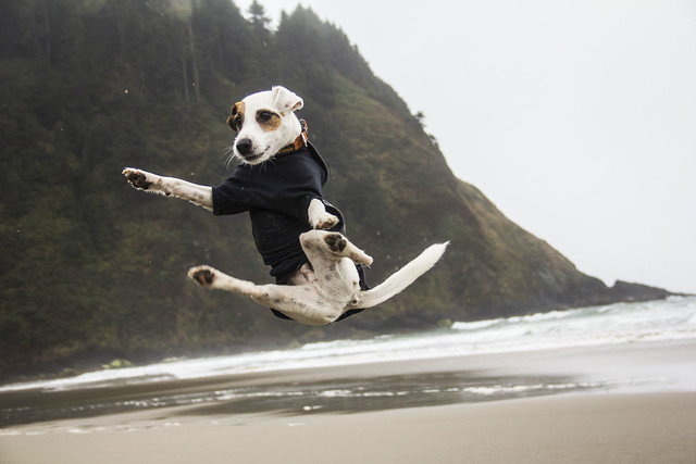 Jack Russell Terrier, Jumping George. *Explore*