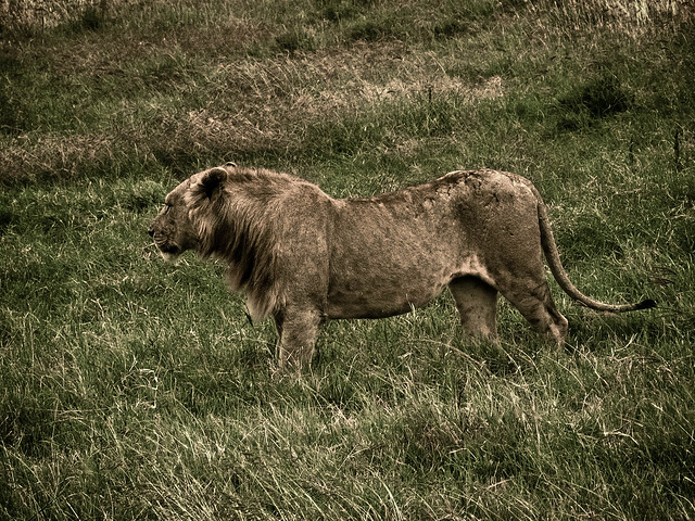 Los desafíos de un joven león (Serengueti,Tanzania)