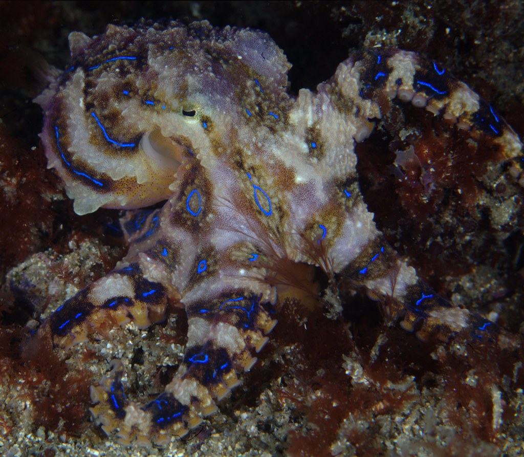 Blue Ring Octopus | Posing underwater in Botany Bay. Take un… | Flickr