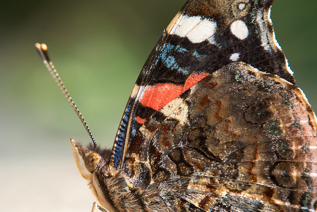 Extreme close-up macro portrait of an Admiral butterfly