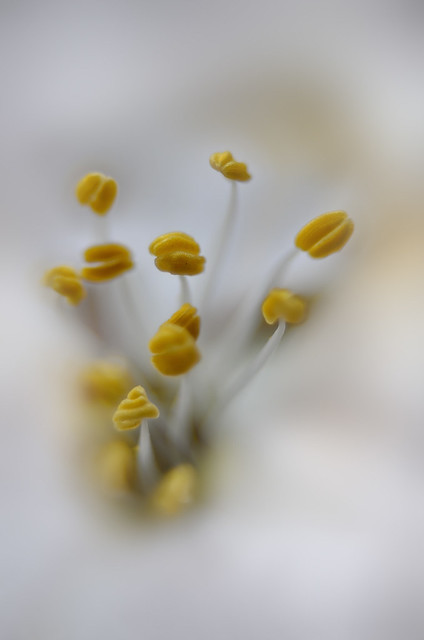 Flor de almendro / Almond blossom