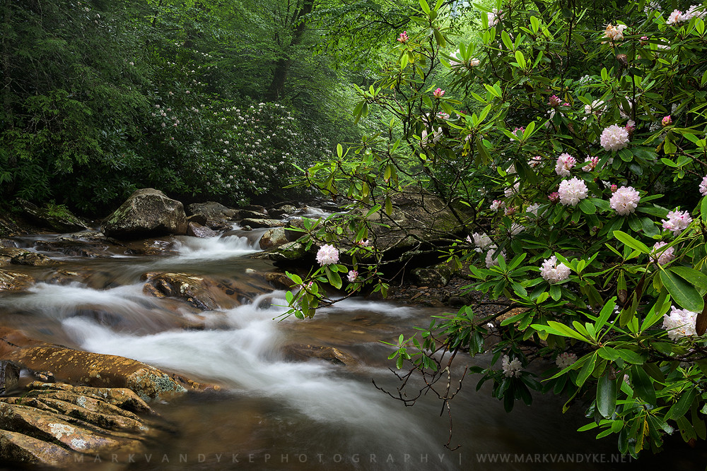 Rosebay Rhododendron Great Smoky Mountains