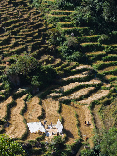 bhutan easternbhutan olympus phongme countryside harvest rice ricefields rural terracedfields terraces travel