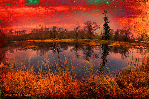 trees texture les reflections fisheye wetland topaz nisquallyriver brumes nisquallynationalwildliferefuge