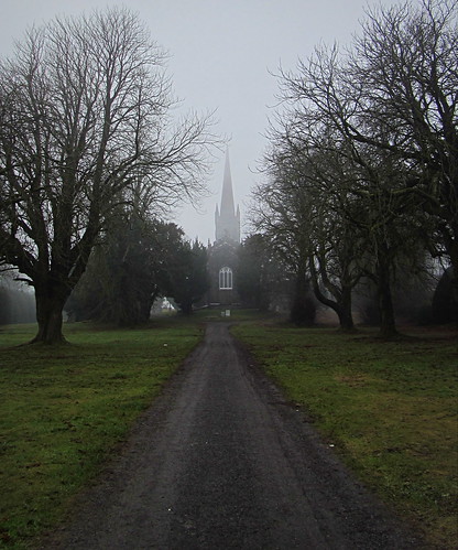 autumn trees fog virginia cavan avenue