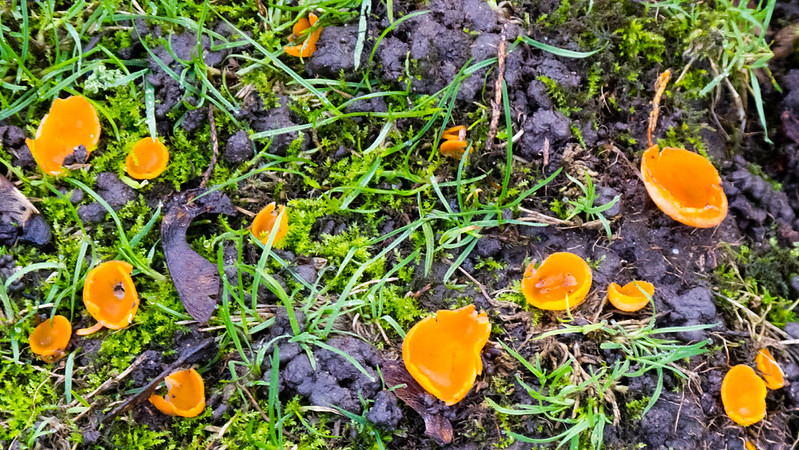 Orange peel fungus