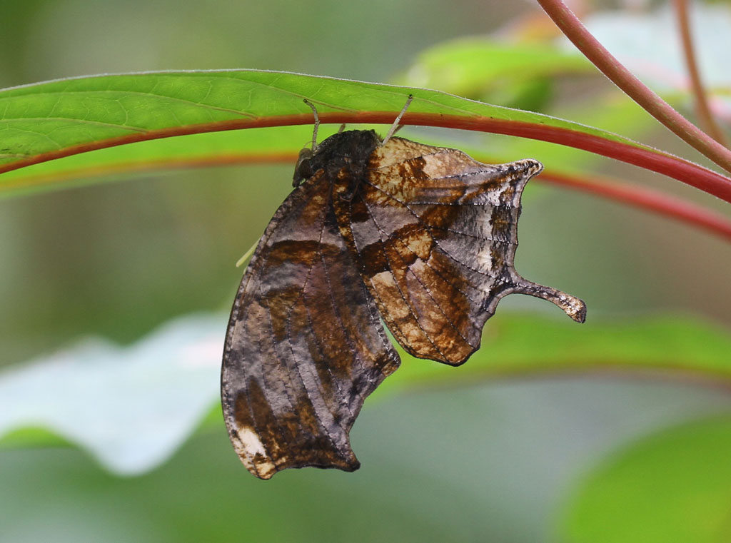 Consul Fabius Consul fabius - Tiger Leafwing | Captive bred. Stratford But… | Flickr