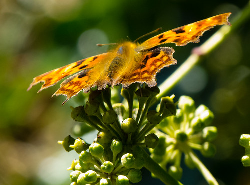 Comma butterfly feeding on ivy