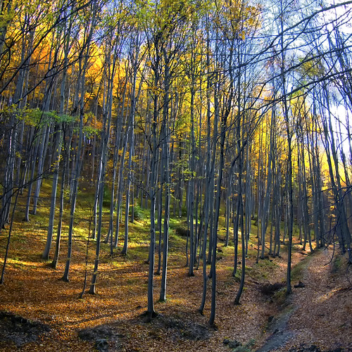 vertorama view forest tree trees nikond40 nikon nature autumn autumnal fall flickraward flickrestrellas fantasticnature sailsevenseas theacademytreealley