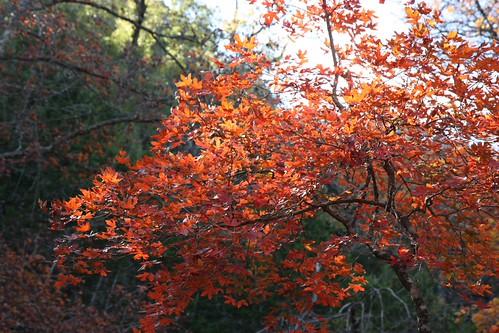 Lost Maples11 | by philang