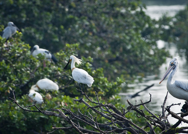 Royal Spoonbill (centre) with spot billed pelican (right foreground)