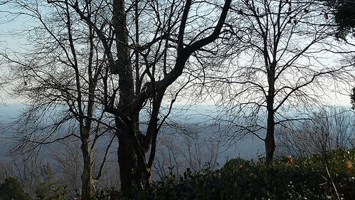trees landscape virginia monticello blueridgemountains arboreal