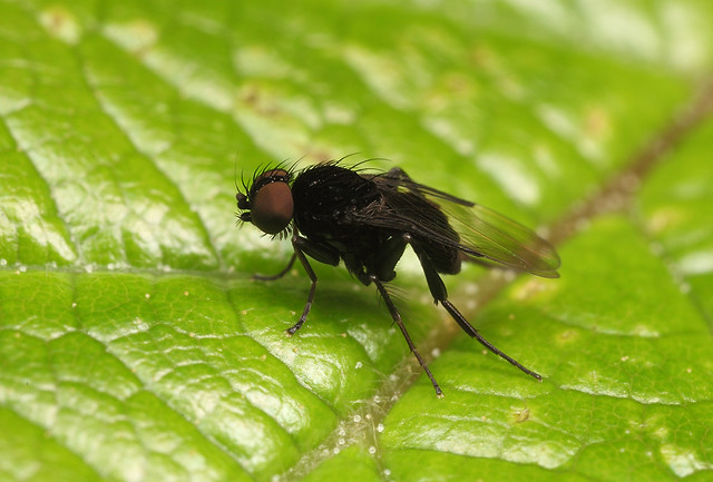 IMG_1887 the deepest black Phoridae Fly