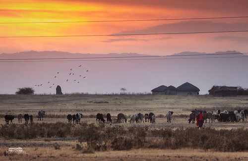 africa sunset sun nature canon landscape tanzania cows hut tribes farmer massai maasai tarangire breeder ef100400mmf4556lisusm canoneos5dmarkiii