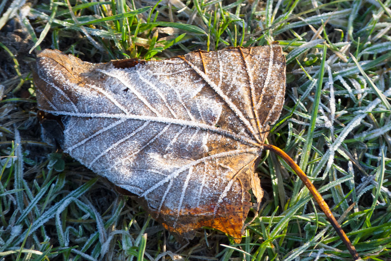 Frosty fallen leaf
